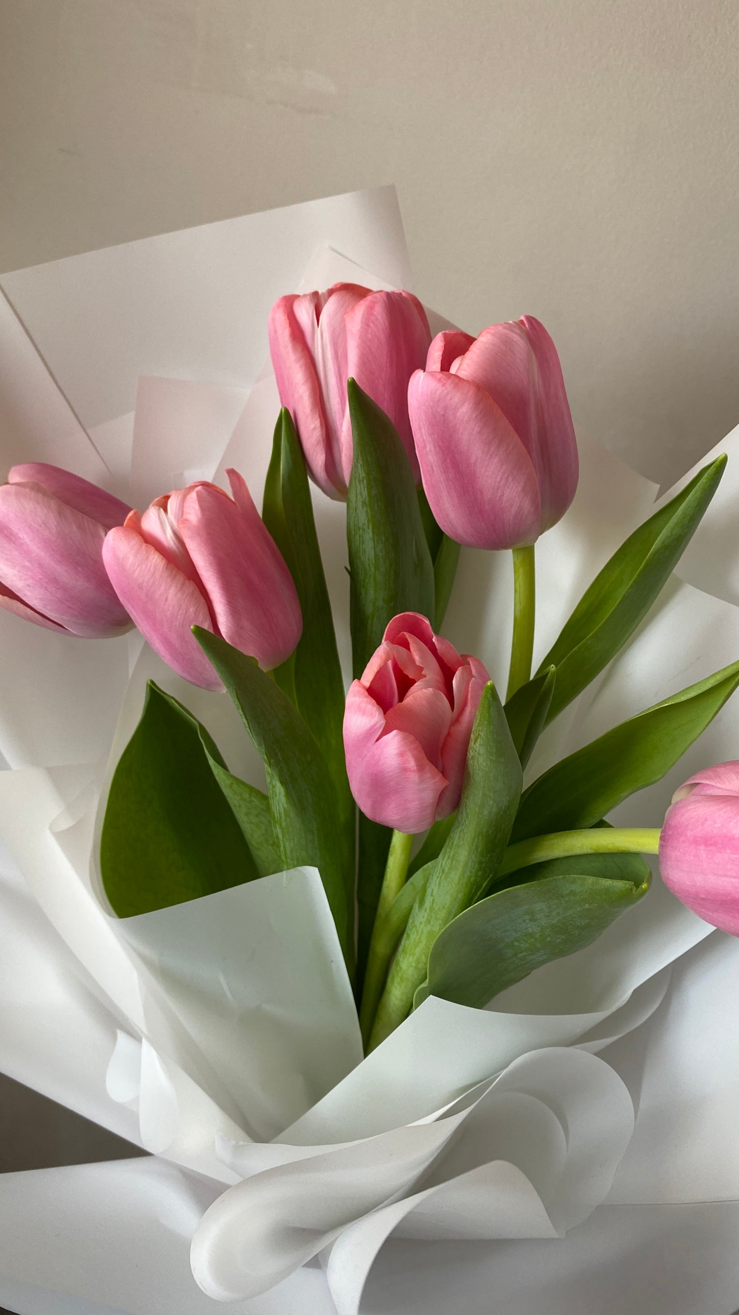 Candy Blush (Tulips)